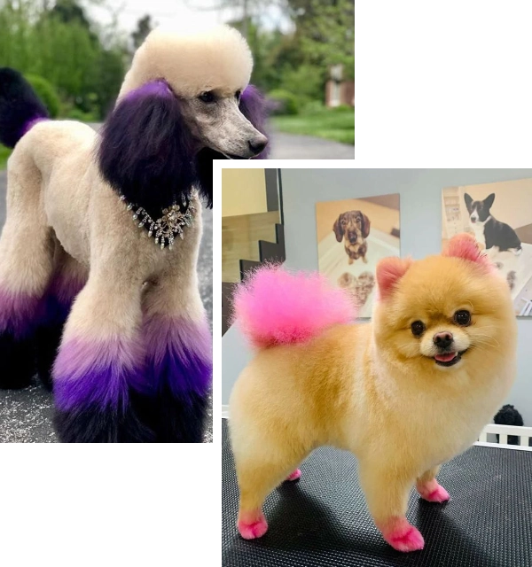 Dog Haircuts - Stylish and Practical Grooming Options headline