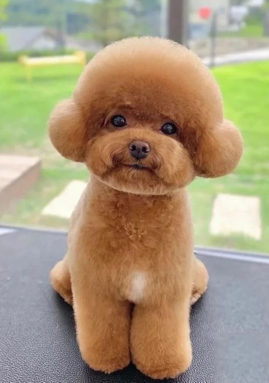 red haired fluffy dog haircut