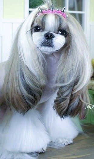 straight colored dog haircut