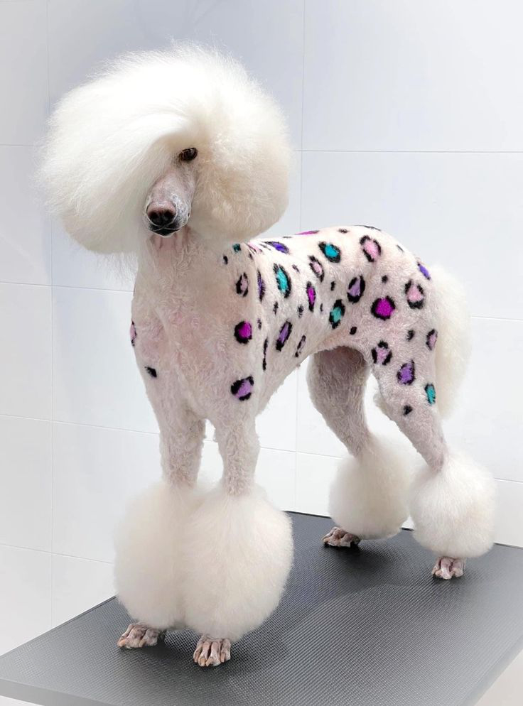 white fluffy festive haircut