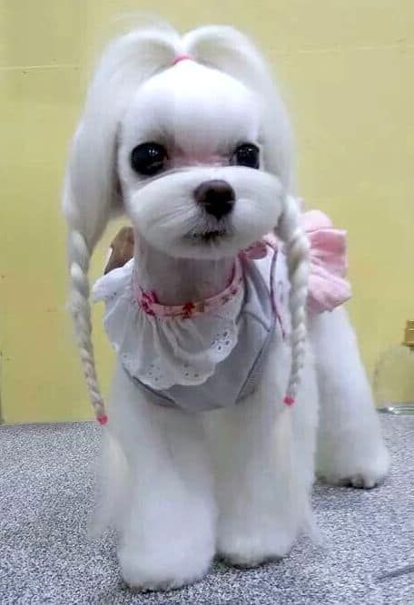 white maltese dog cut with braids