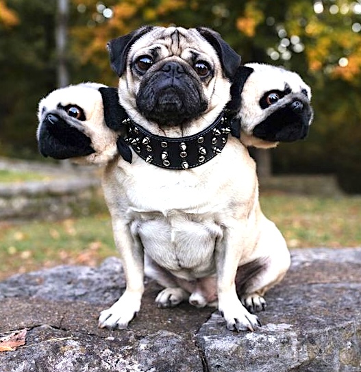 cerberus halloween costume for dog