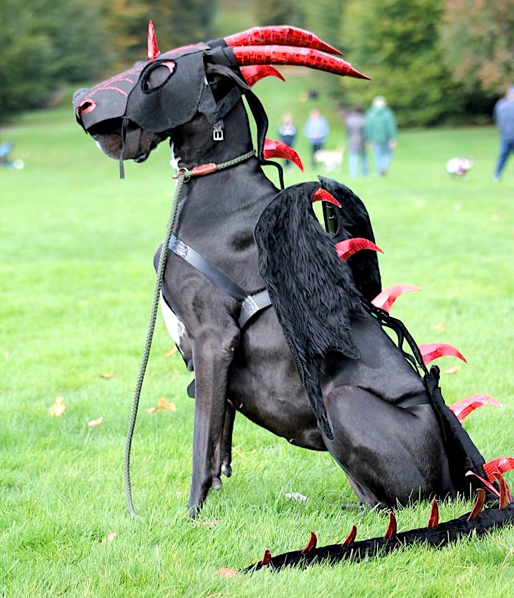 dragon halloween costume for dog