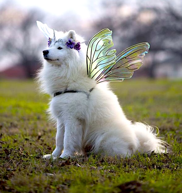 fairy halloween costume for dog