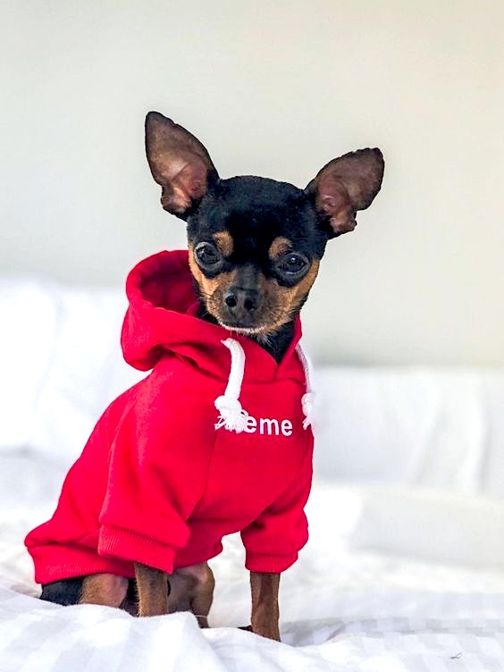 comfortable red hoodie for pets