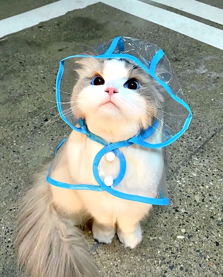 transparent raincoat for pets