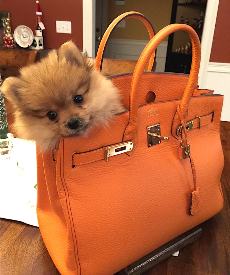 casual womens tote bag for pets