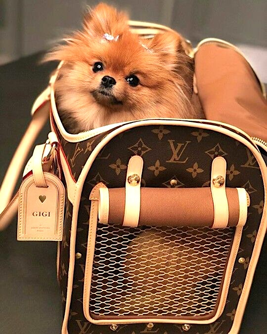 trendy and fashionable carrier bag for pets