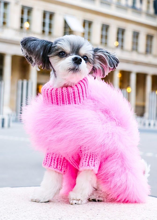 soft and cozy pink sweater for dogs