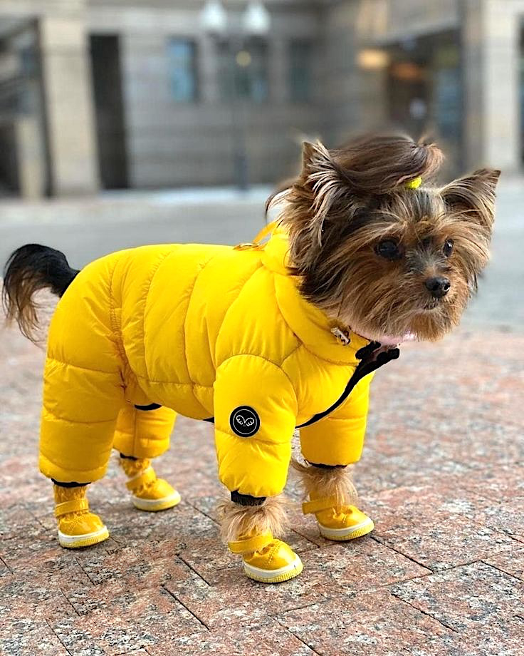 stylish and warm shoes for dogs