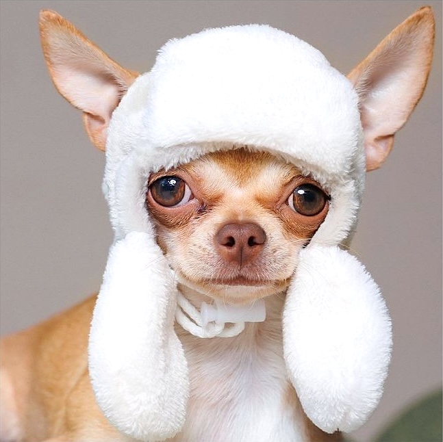 white fluffy hat for dog